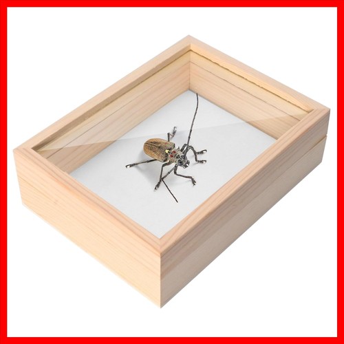 Insect display case box - insect,