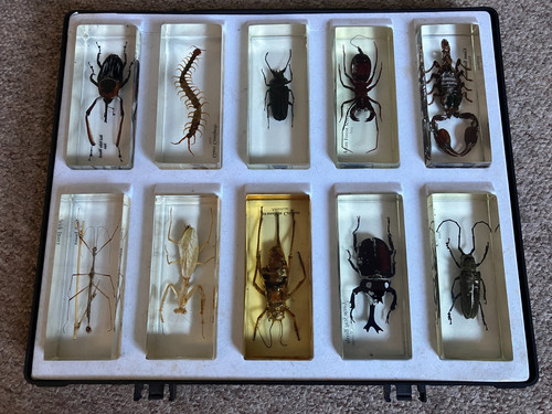 Bugs insects resin - insects, in