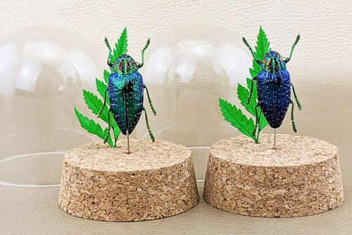 Jewel beetle glass - glass, dome