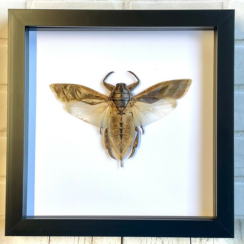 Giant water bug lethocerus - giant, (lethocerus