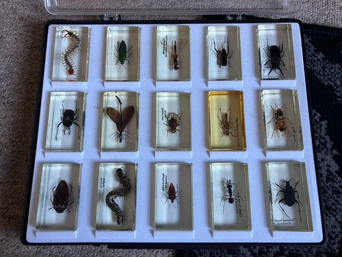 Bugs insects resin - bugs, 15