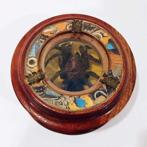 Antique mounted tarantula - antique,