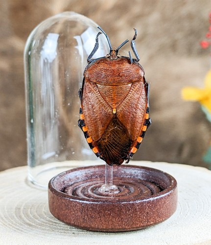 True stink bug - bug, h