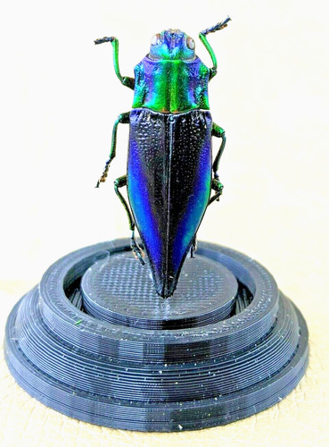 Kei island jewel beetle - kei,