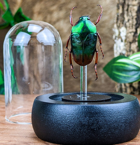 Flower beetle glass dome - beetle,