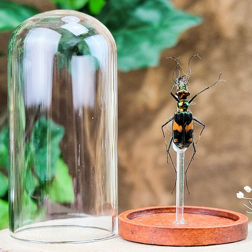 Metallic tiger beetle glass - metallic,