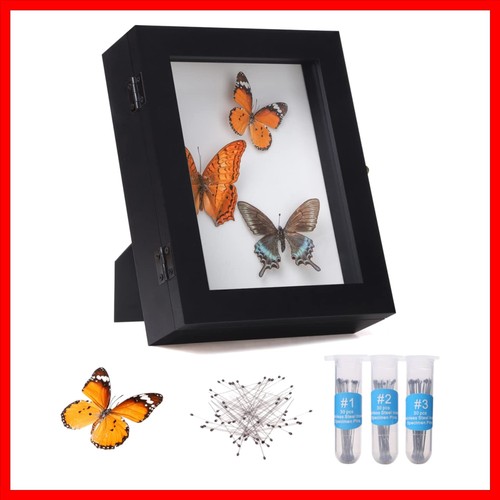 Insect display case bug - insect,