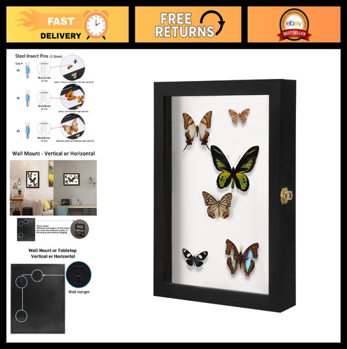 Large insect display case - insect,