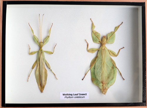 Real walking leaf phyllium - real,