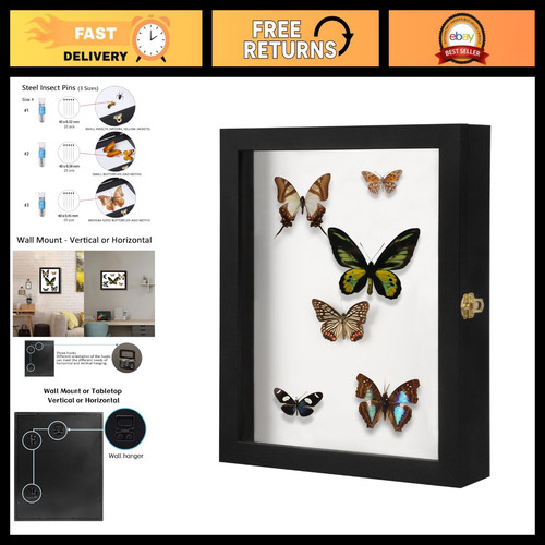 Large insect display case - case,