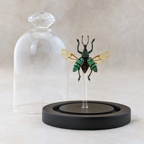 E29c snout beetle - glass, dome