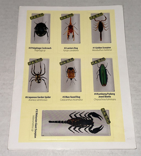 Real bugs display - display, case