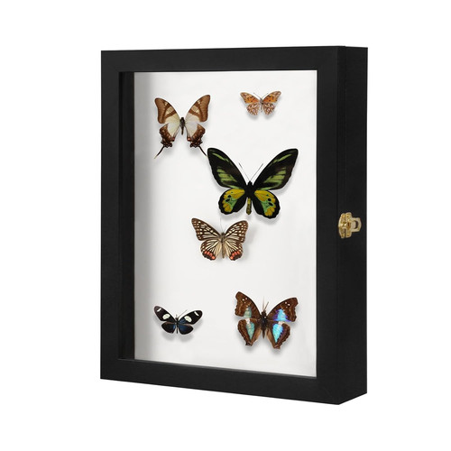 Insect display case - insect,
