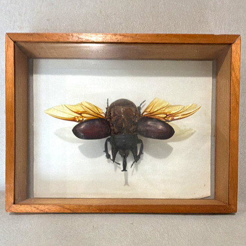 Framed rhinoceros beetle - framed,