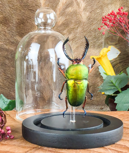 Arfak stag beetle glass - mt,